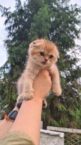 Шотландский мальчик, окрас золото.