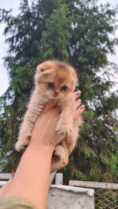 Шотландский мальчик, окрас золото.