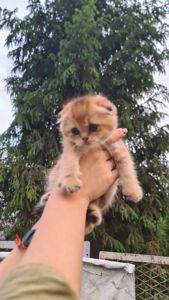 Шотландский мальчик, окрас золото.