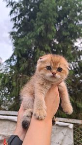 Шотландский мальчик, окрас золото.