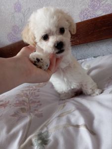 Продам цуценят бішон фрізе
