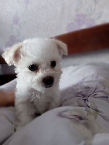 Продам цуценят бішон фрізе