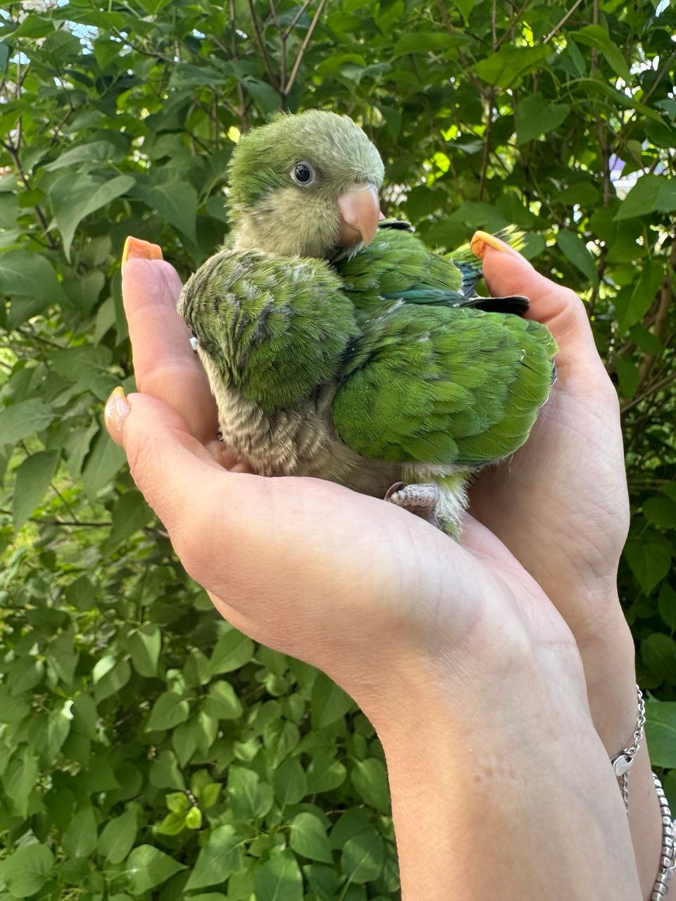 Монах уникальный говорливый попугай, зеленые окрасы