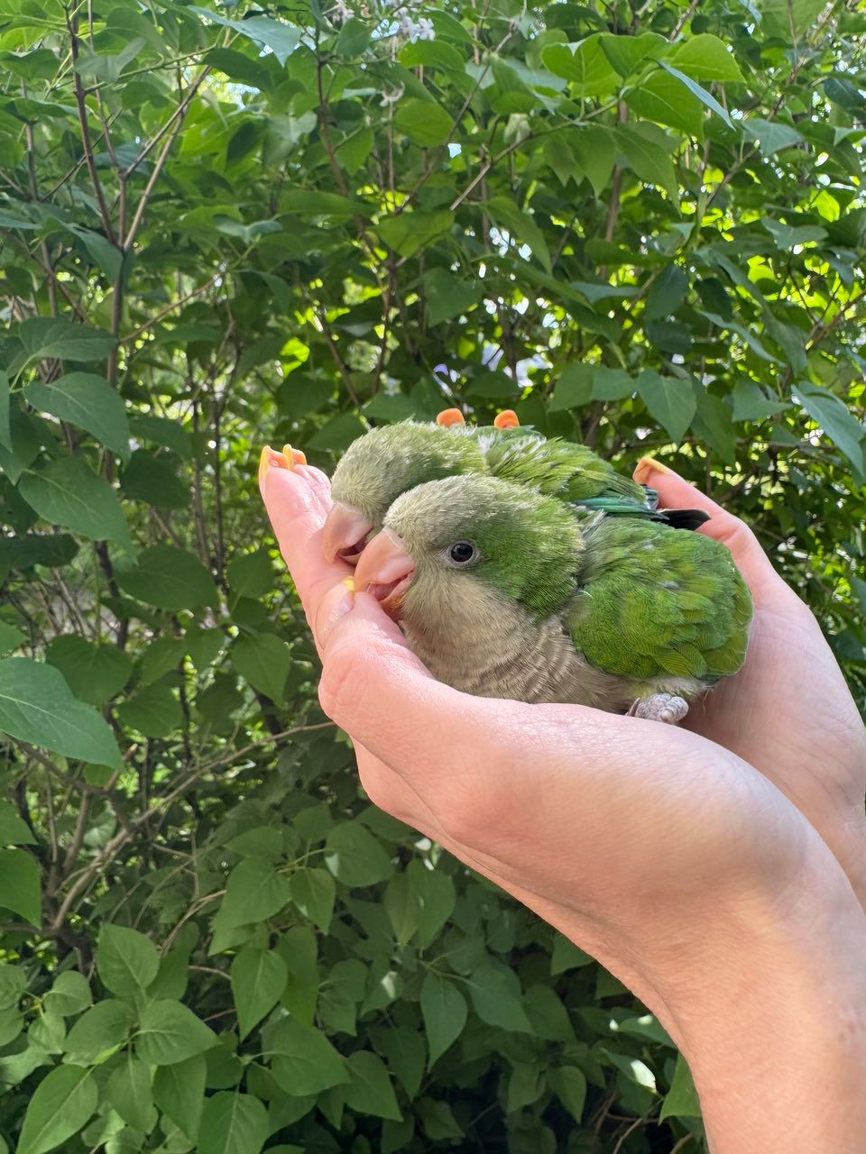 Монах уникальный говорливый попугай, зеленые окрасы