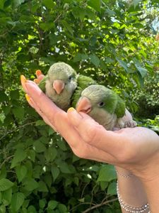 Монах уникальный говорливый попугай, зеленые окрасы