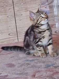 Результат кохання двох шикарних Котів