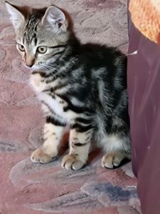 Результат кохання двох шикарних Котів