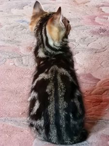 Результат кохання двох шикарних Котів