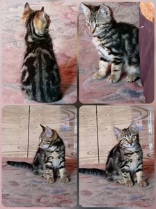 Результат кохання двох шикарних Котів