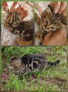 Результат кохання двох шикарних Котів