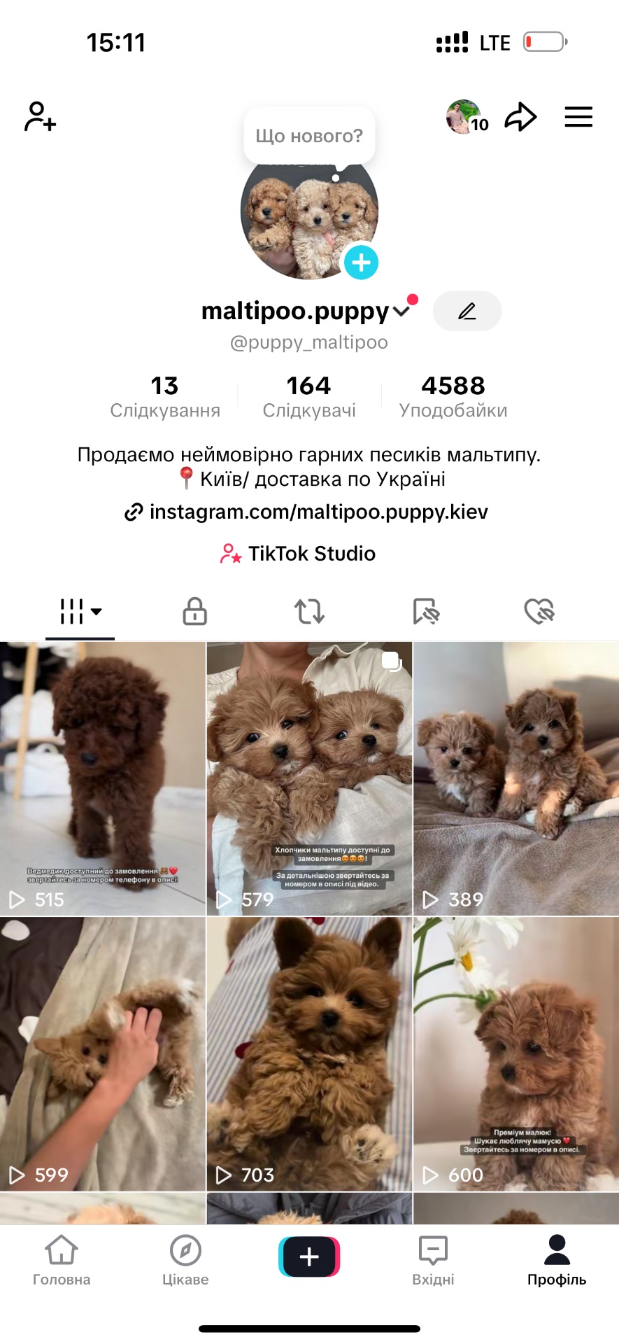 Цуценятка мальтипу Ф1