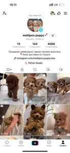 Цуценятка мальтипу Ф1