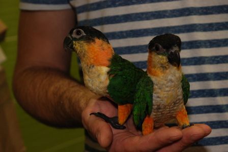 Белобрюхий каик ручные птецы вывормыши от 2 мес. Черноголовый