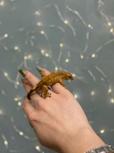 Гекон бананоїд ручний