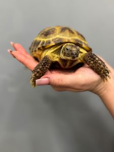 Сухопутна середньоазійська черепаха