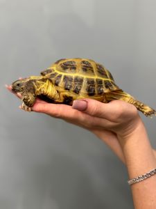 Сухопутна середньоазійська черепаха