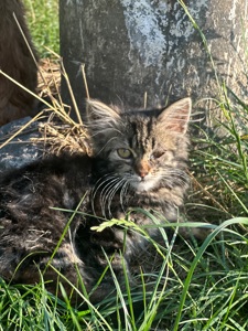 Кошенята шукають дім!