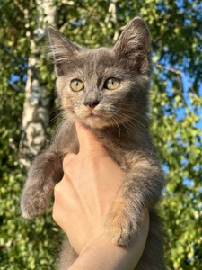 Кошенята шукають дім!