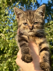 Кошенята шукають дім!