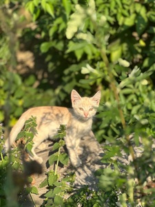 Кошенята шукають дім!