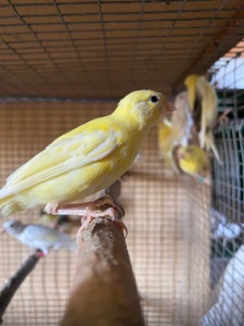 Канарейки