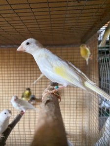 Канарейки