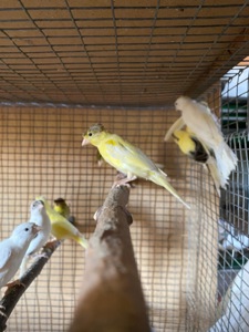Канарки