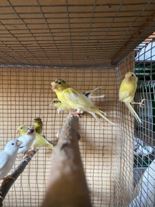 Канарейки