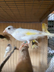 Канарки