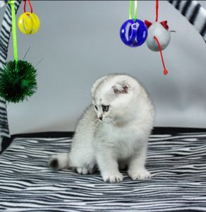 Шотландська висловуха дівчинка