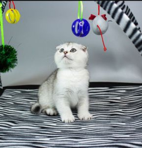 Шотландська висловуха дівчинка