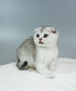 Шотландська висловуха дівчинка