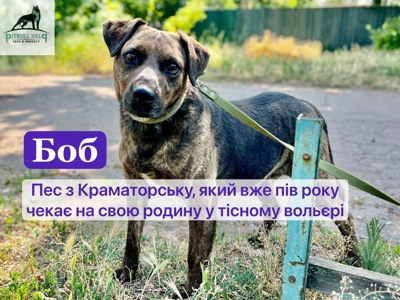 Боб з Краматорську