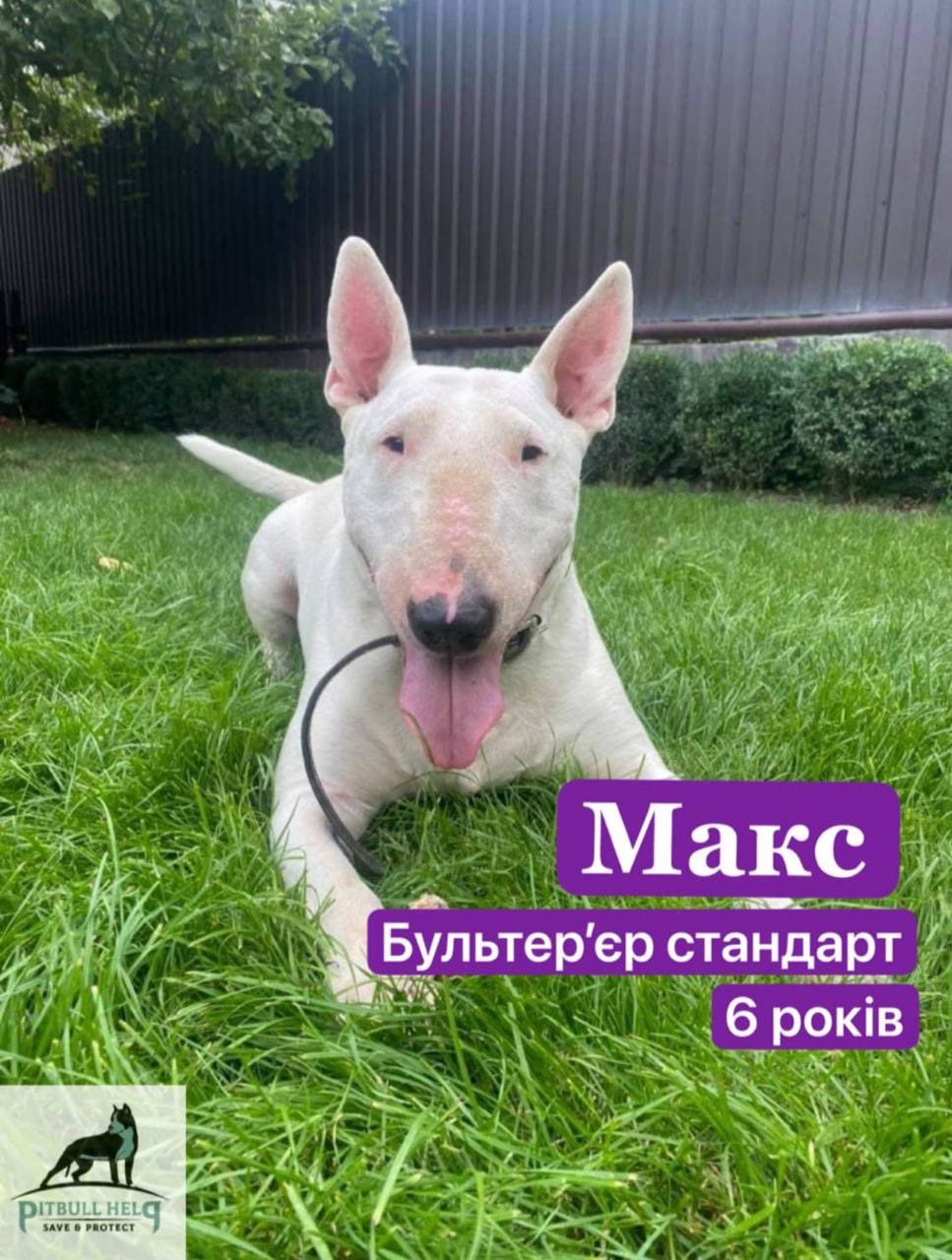 Бультерʼєр Макс