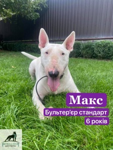 Бультерʼєр Макс