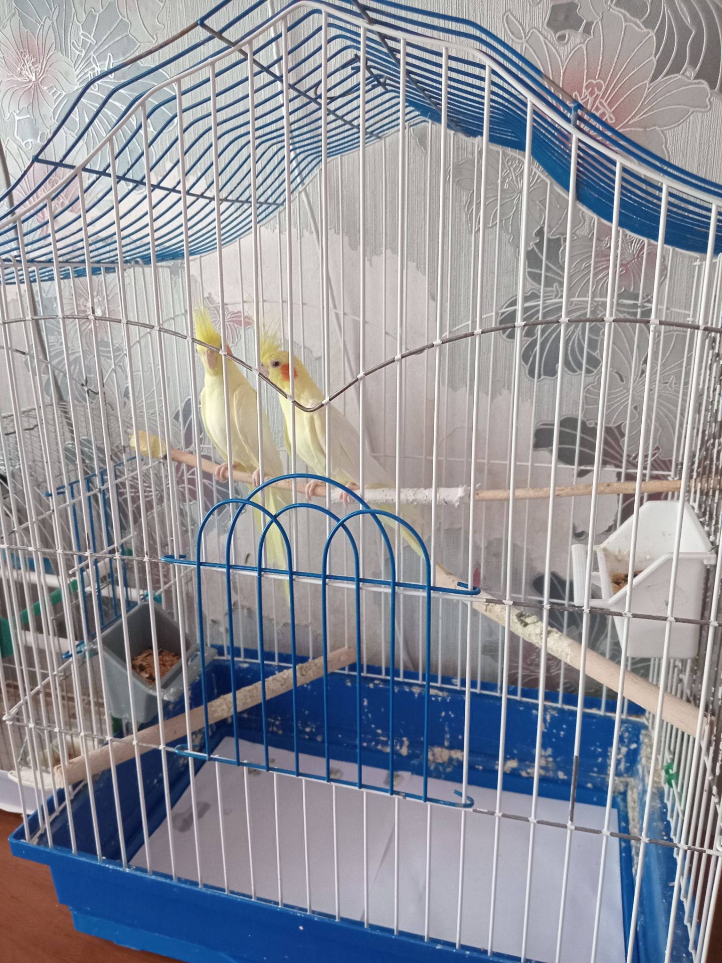 Папуги корела