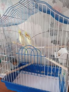 Папуги корела