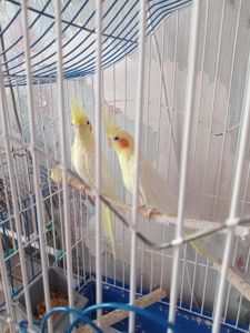 Папуги корела