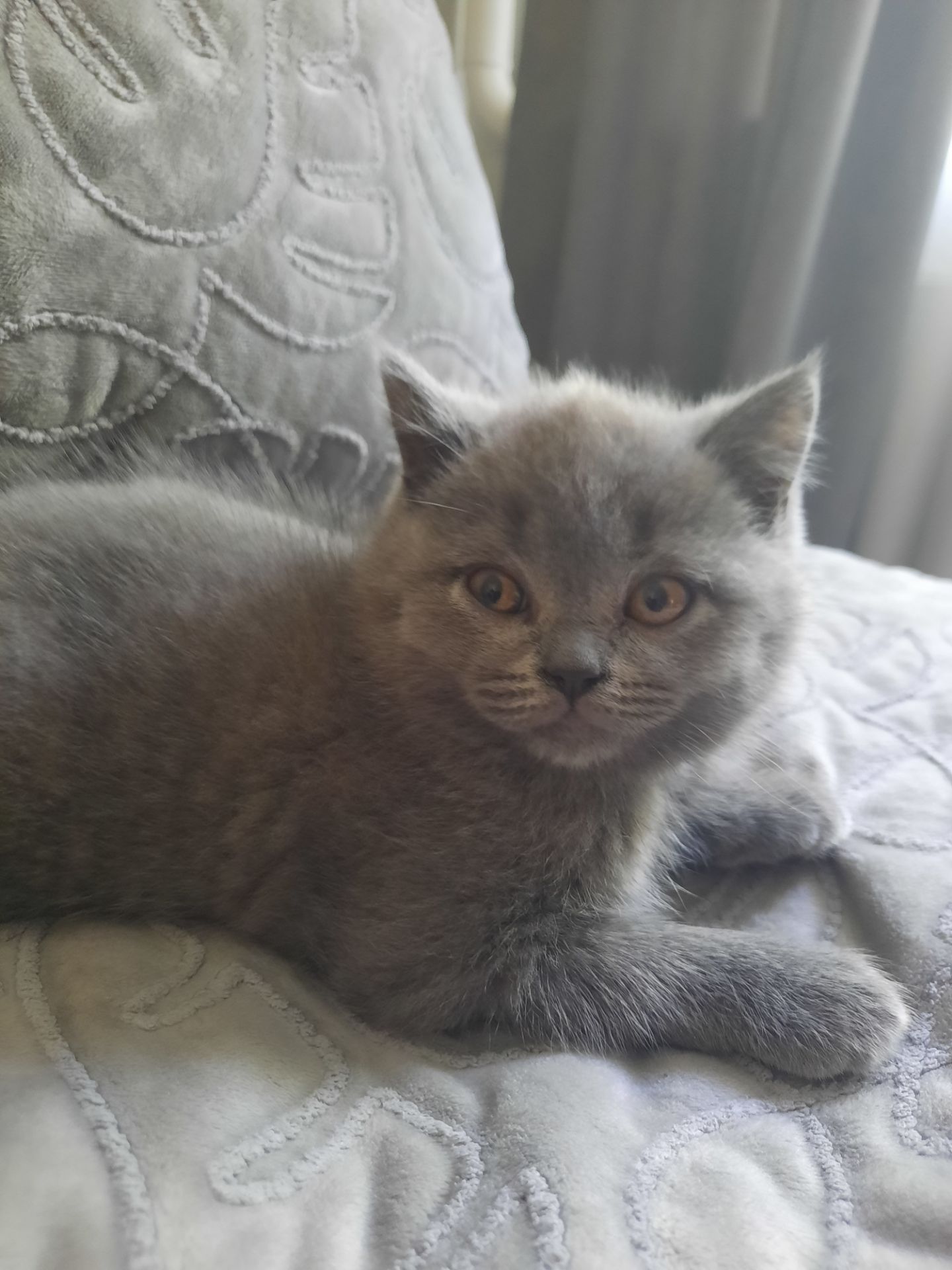 Короткошерста