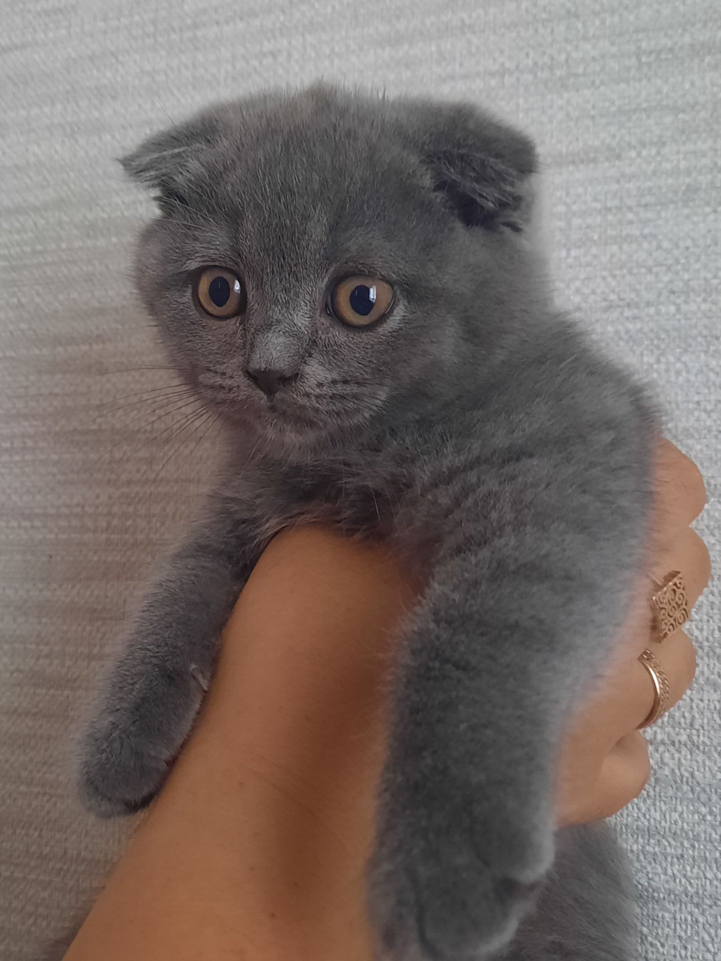 Короткошерста