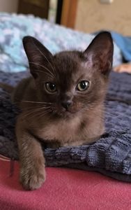 Знакомство Бурма кошенята