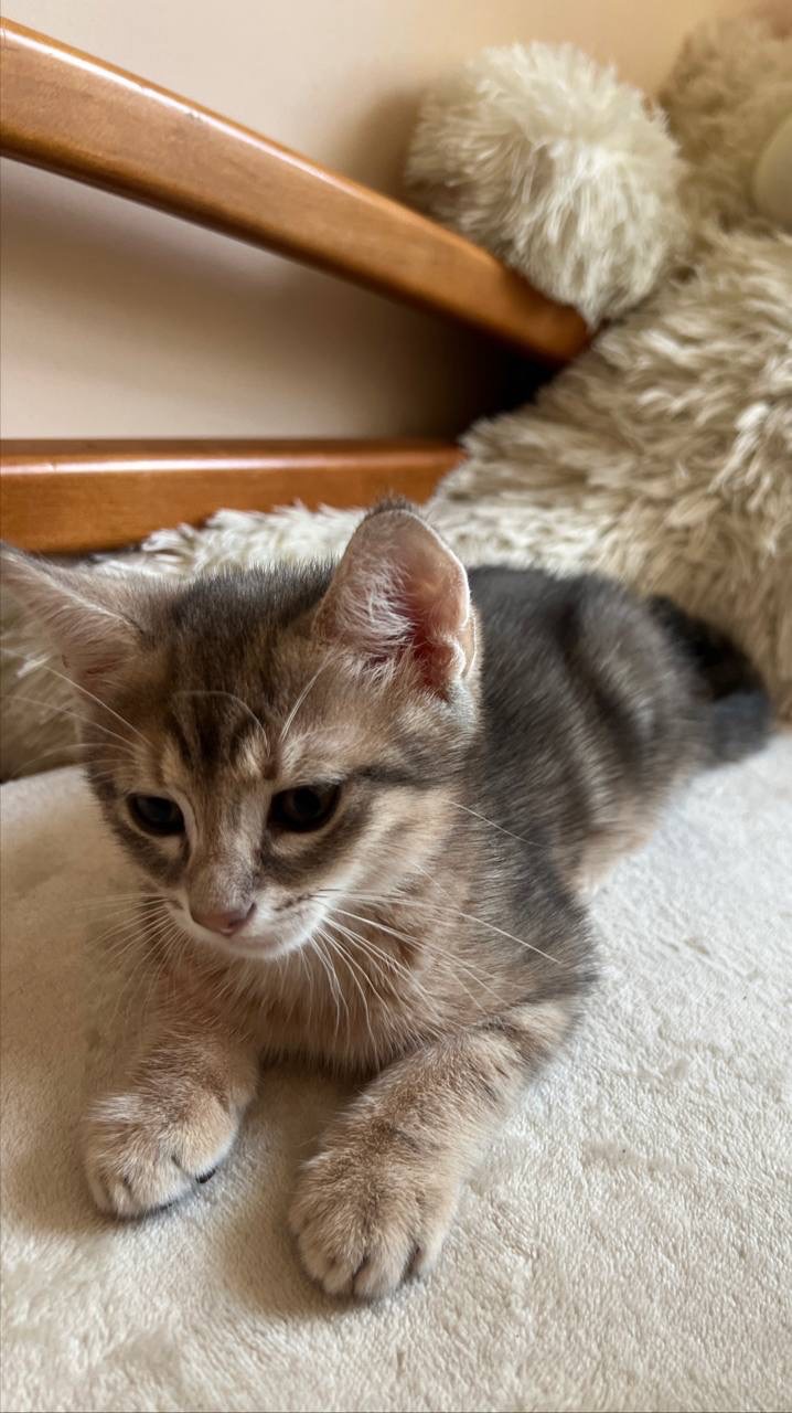 Котёнок смесь бенгала и метиса