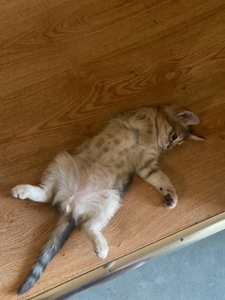 Котёнок смесь бенгала и метиса