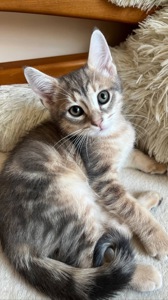 Котёнок смесь бенгала и метиса