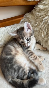 Котёнок смесь бенгала и метиса