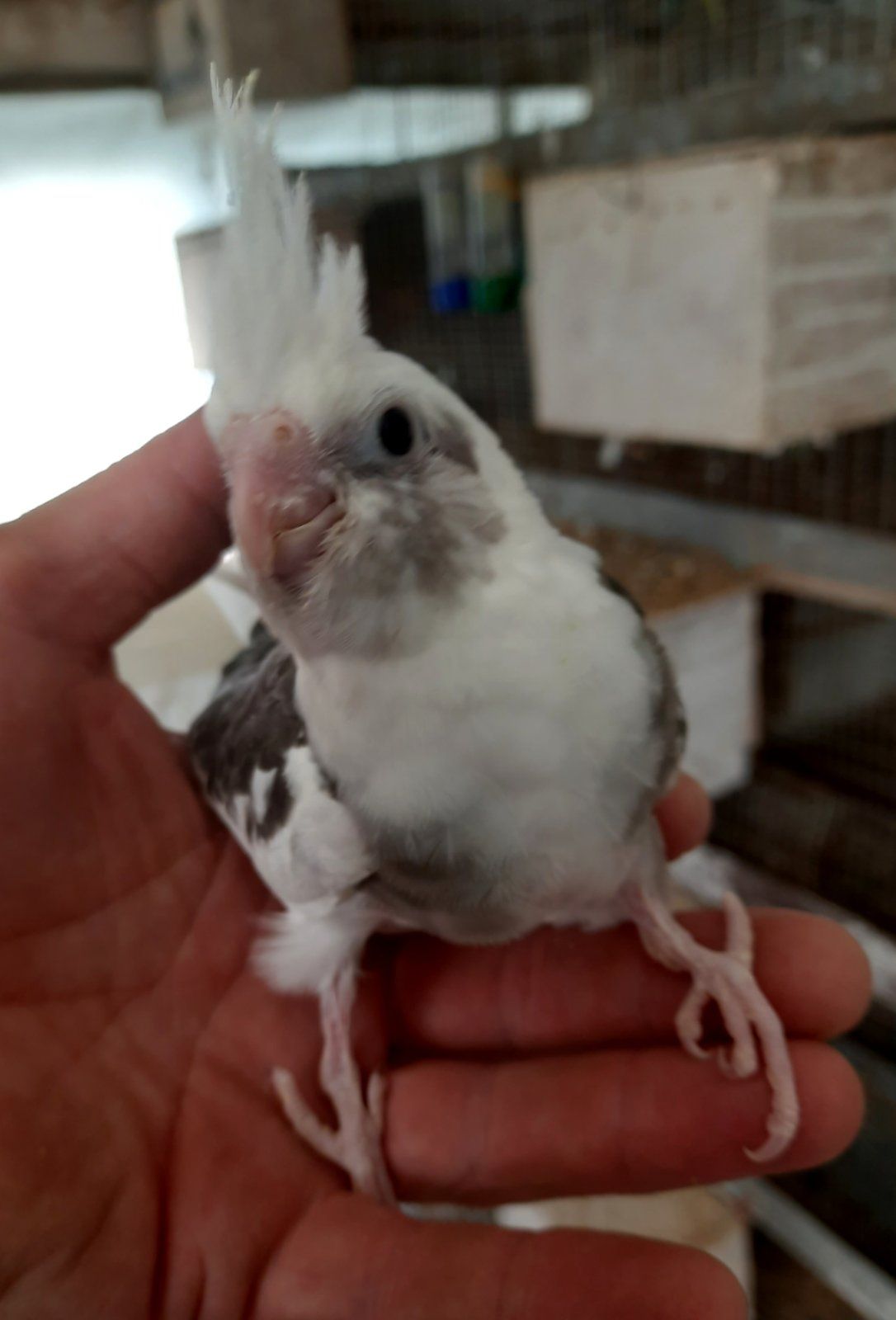 Корела