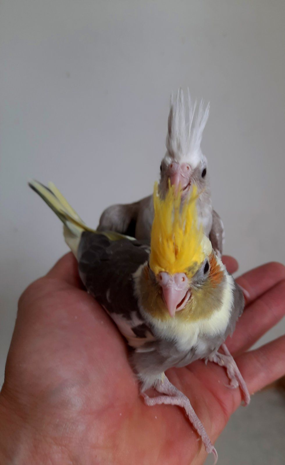 Корела
