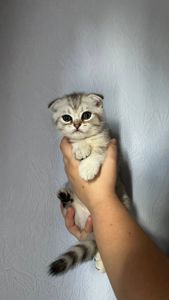 Кошенята шотландські прямовухі та висловухі