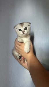 Кошенята шотландські прямовухі та висловухі