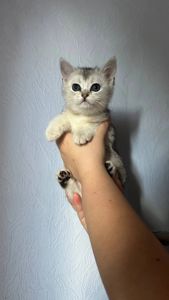 Кошенята шотландські прямовухі та висловухі